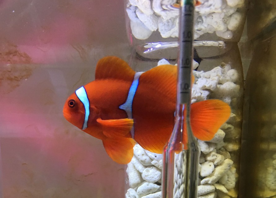fish_red