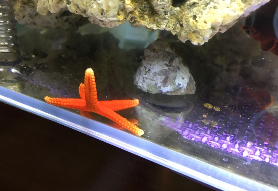 fish_star