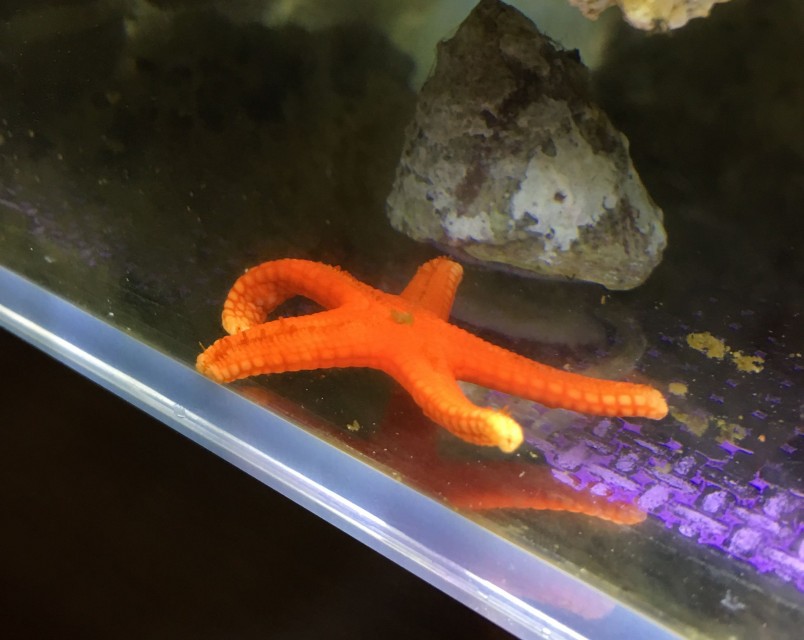 fish_star_1
