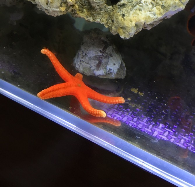 fish_star_2