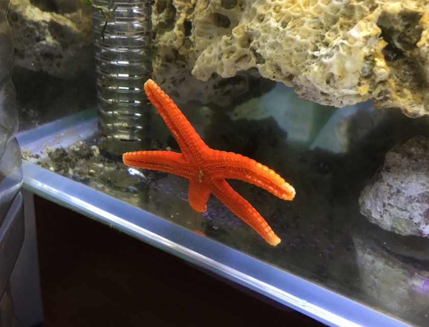 fish_star_3