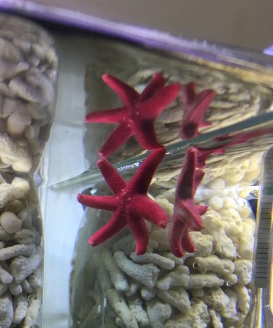 fish_star_a