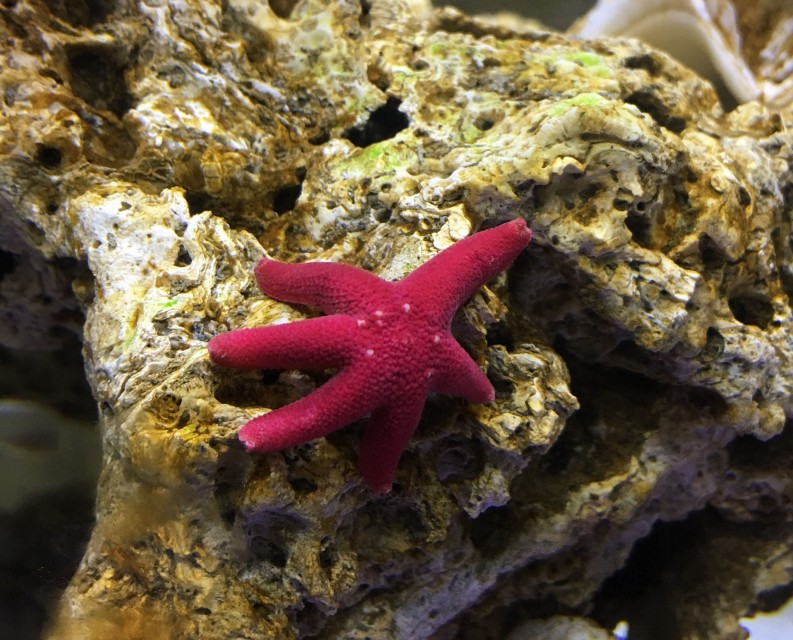 fish_star_b
