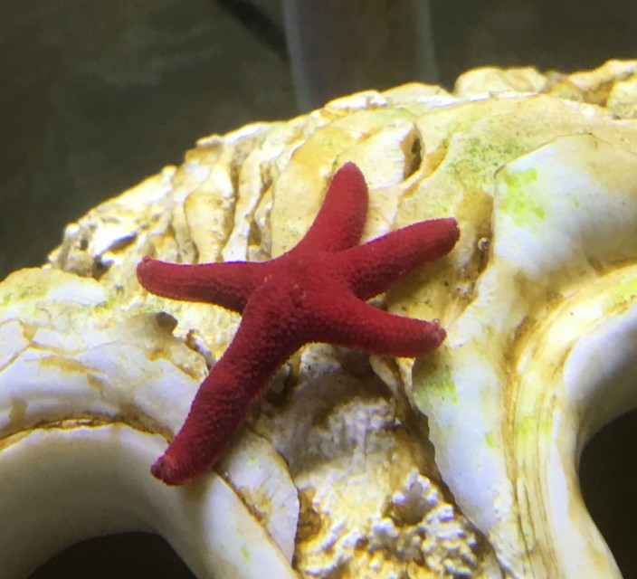 fish_star_c