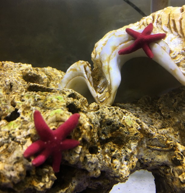fish_star_d