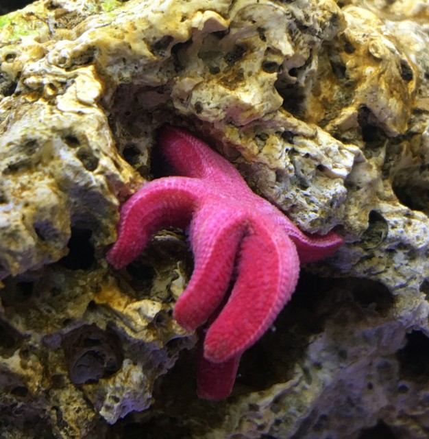 fish_star_e