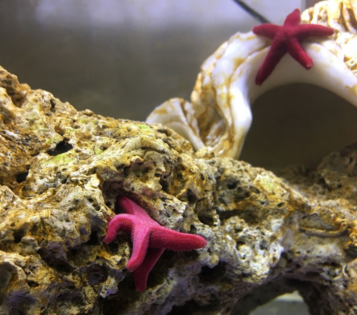 fish_star_f