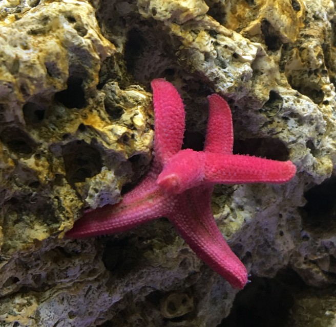 fish_star_g