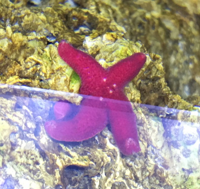 fish_star_i