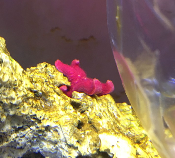 fish_star_k