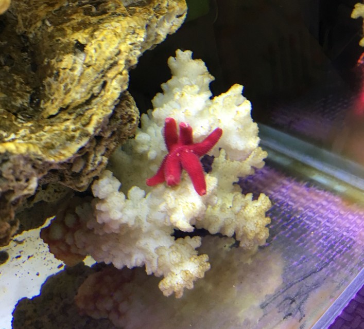 fish_star_m