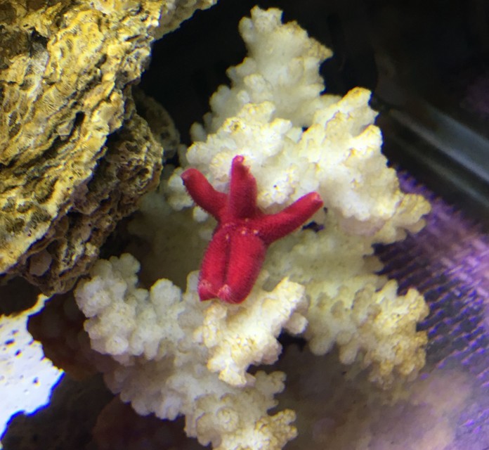 fish_star_n