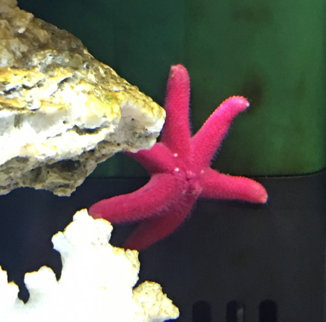 fish_star_o