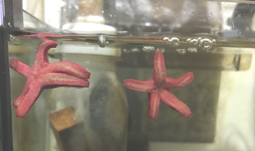 fish_star_q