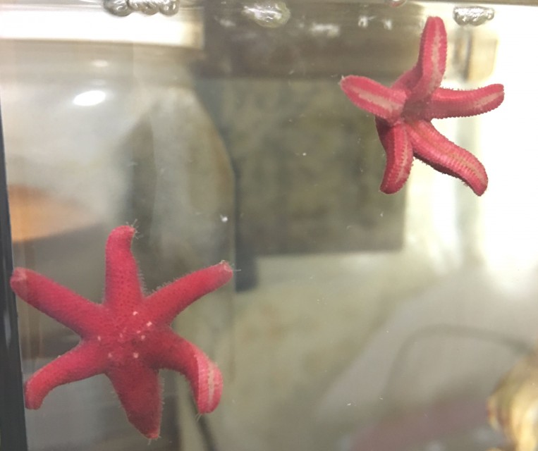 fish_star_r