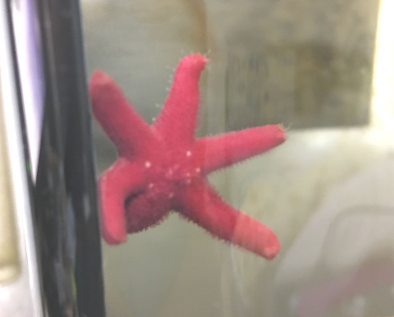 fish_star_s