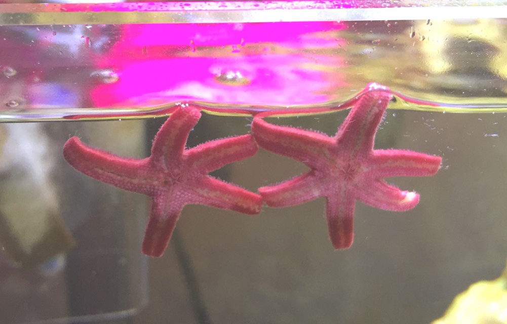 fish_star_t