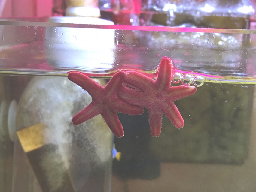 fish_star_u