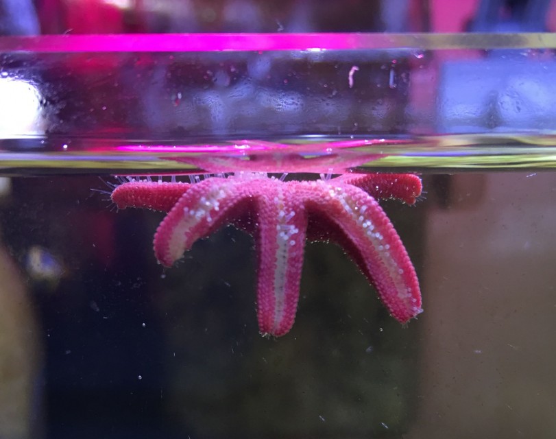 fish_star_v