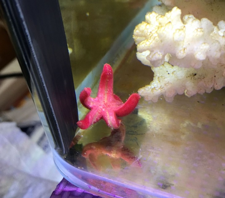 fish_star_x