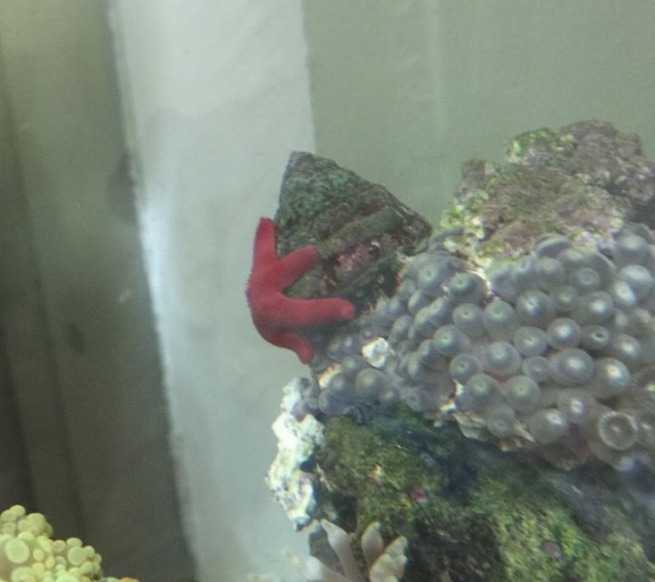 fish_star_y